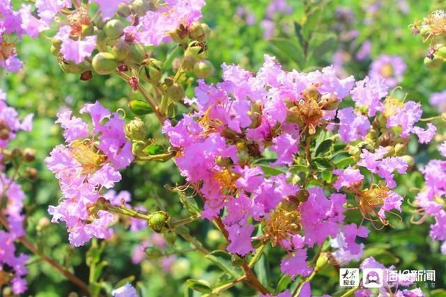  垦利|i东营·影像｜垦利区植物园内五彩缤纷好风光