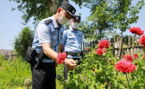 销毁|佳木斯民警销毁16株罂粟花