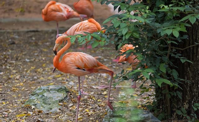  EOS|摄影摄像全能的干活利器 佳能EOS R5微单相机评测