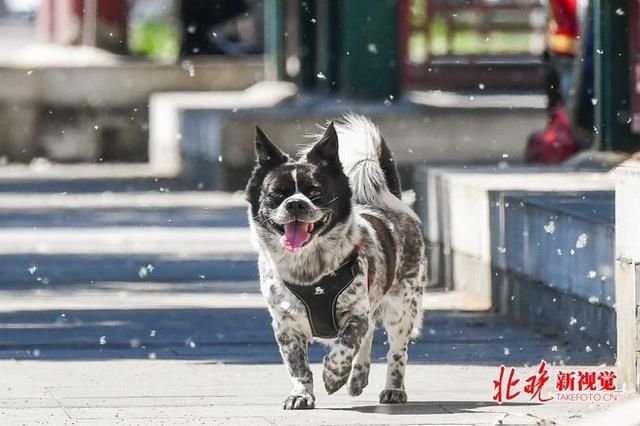  车主|狗未拴绳遭车碾死，女子让车主向狗磕头赔偿，还咬伤民警