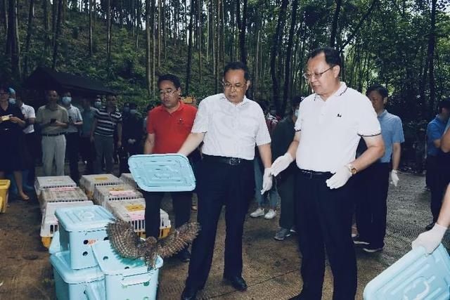 放生|豹猫、红隼、果子狸......在南宁的公园里遇到它们别激动