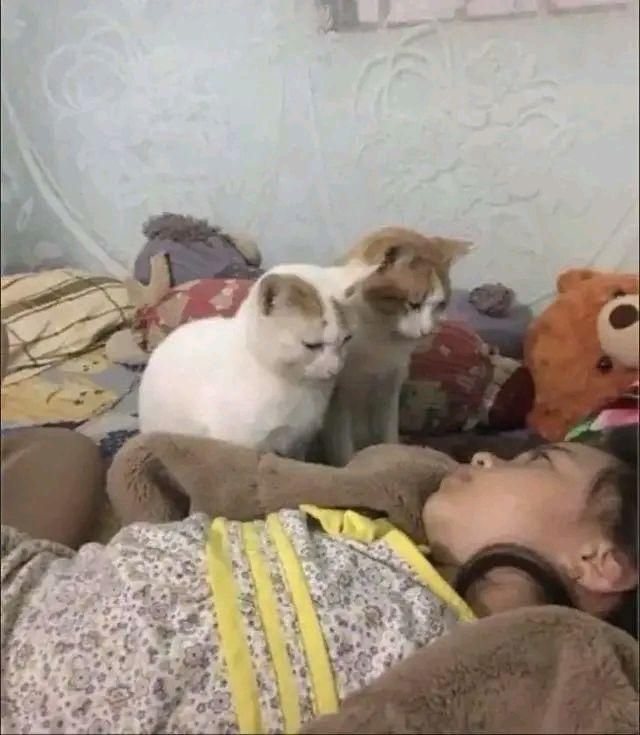 猫咪|猫咪：这年头……我们当猫的太不容易了！