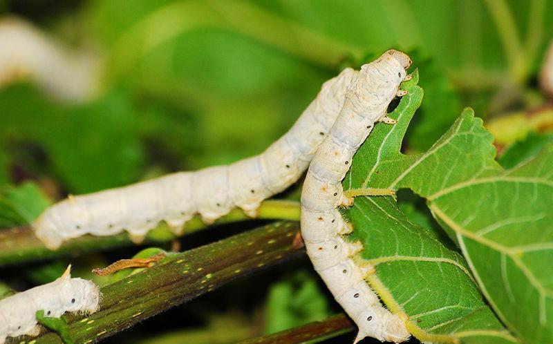 竟是|明朝弘治年间，一桩奇案轰动大江南北，杀人害命者竟是“蚕神”