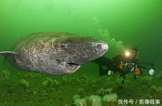  影像|影像故事：世界上最温顺的动物之一----鲨鱼