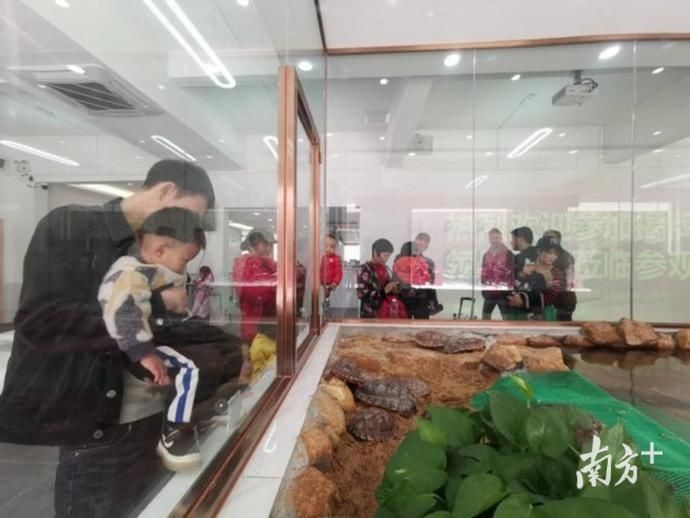 广东|广东野生龟，需要加强保护吗？