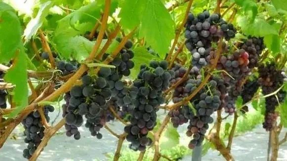  顺庆区|国庆8天哪里耍？小编带你玩转大美南充！