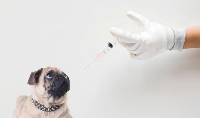  和谐|老生常谈：怀孕和养宠物，真的没有冲突！让小东西们和谐相处吧