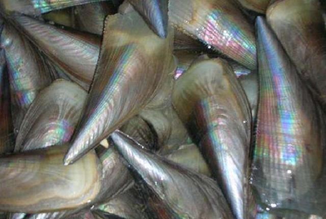 放狠话|世上最贵的5种海鲜，渔民放狠话：只要遇到一条，我就退休不干了