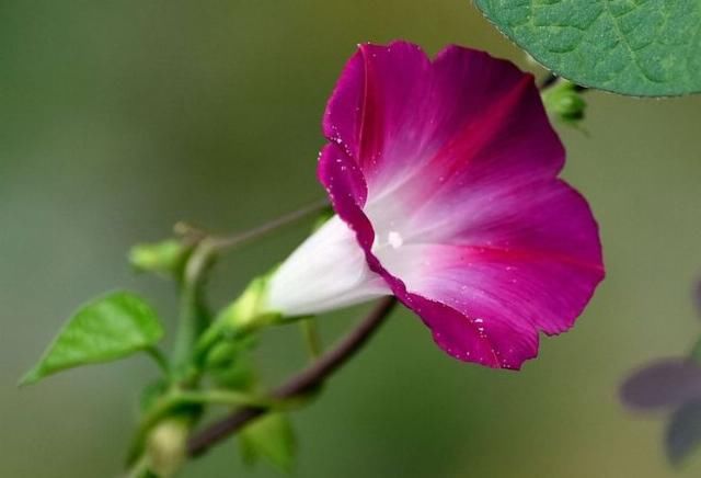  好运|熬到7月末，财运上上签，3大属相好运将至，贵人入运，东山再起