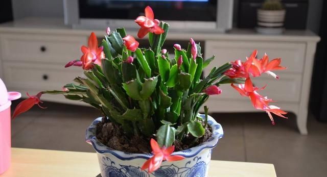 来年|这3“种花”，赶紧去扦插，生根快成活率高，来年花开爆满盆！