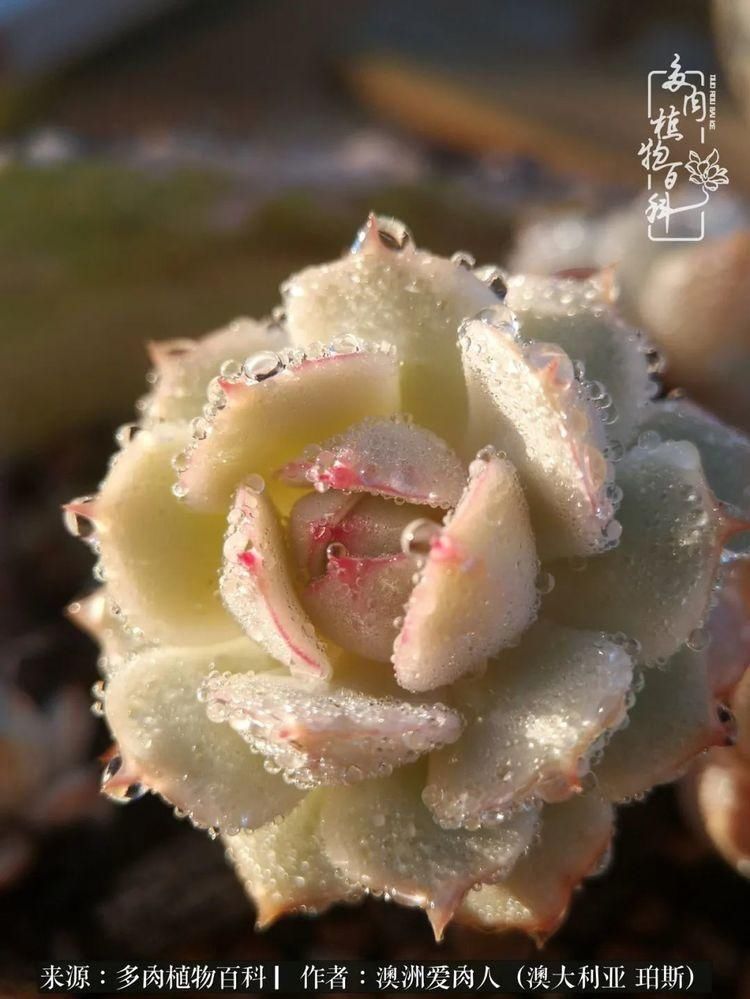 血放|多肉让你把血放，文玩掏空你家当，你要在哪个坑里乘风破浪？