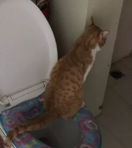  姿势|猫咪拉粑粑的奇葩姿势，忍住不要笑，铲屎的要面子的啊