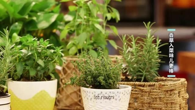  新鲜|想给菜肴添点“新风味”？自己种的新鲜香料才够味→