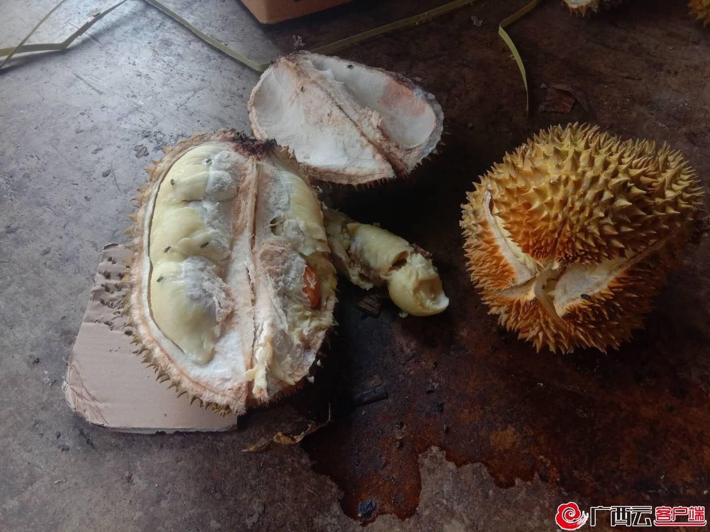 走私|海关又双叒叕销毁49吨走私榴莲