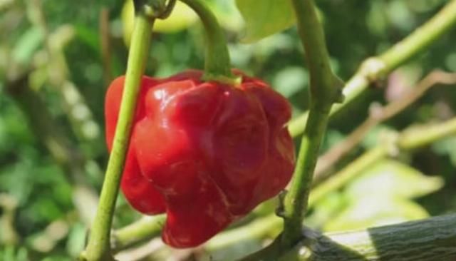  误吞|全世界最辣的死神辣椒，被乌龟误吞后，下一秒达到“龟生巅峰”