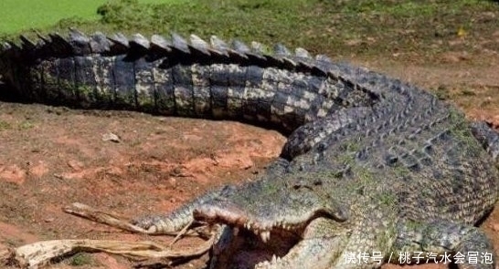 罗丽|世界上最大的鳄鱼,菲律宾罗丽鳄鱼身长6.17米