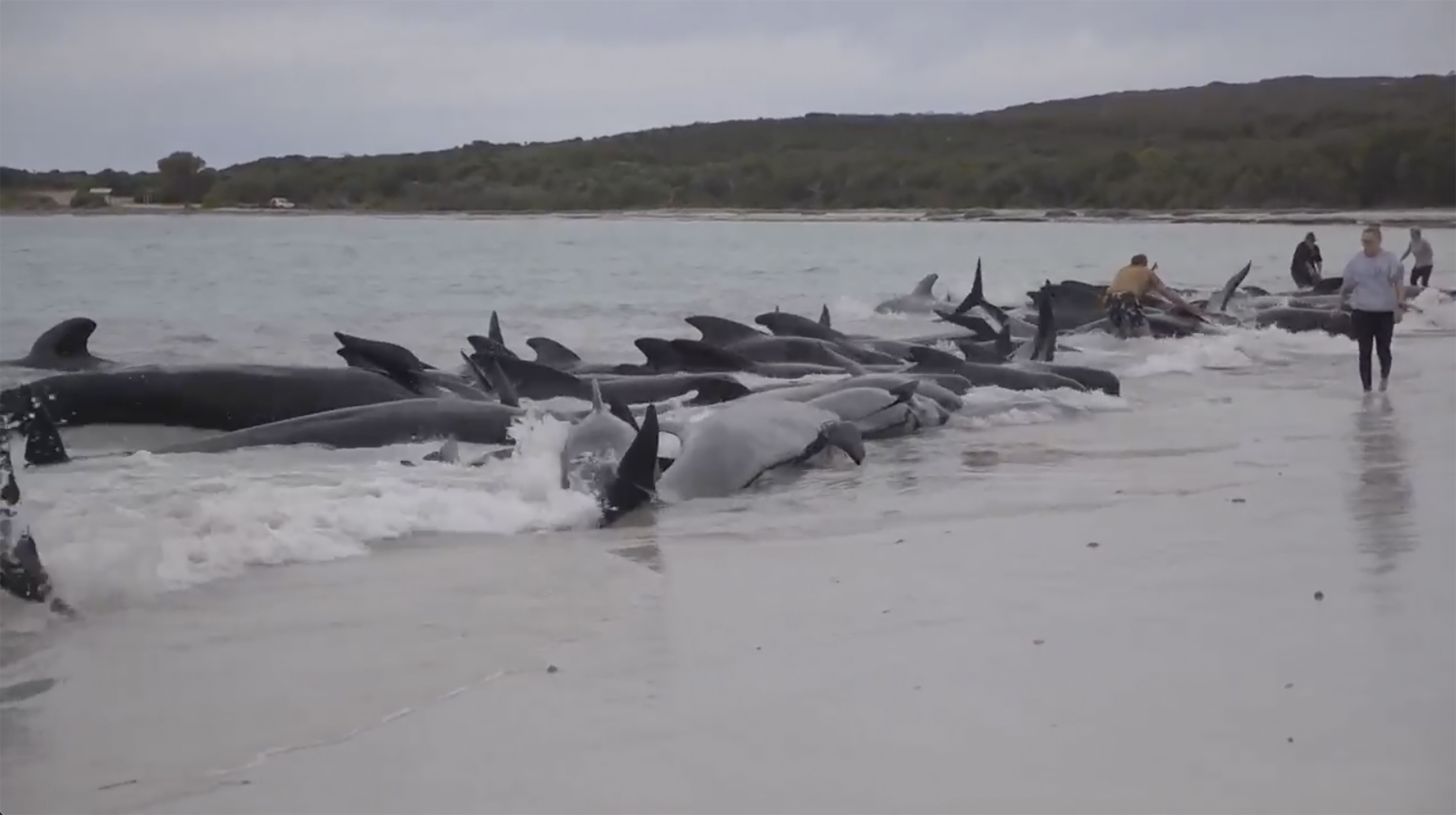 近百头鲸在澳大利亚搁浅 逾半数死亡