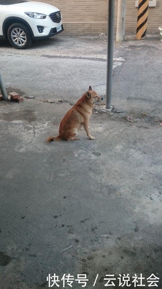  诊断|12岁高龄柴犬走到生命尽头，硬撑上街排便，去世当天才诊断肝癌