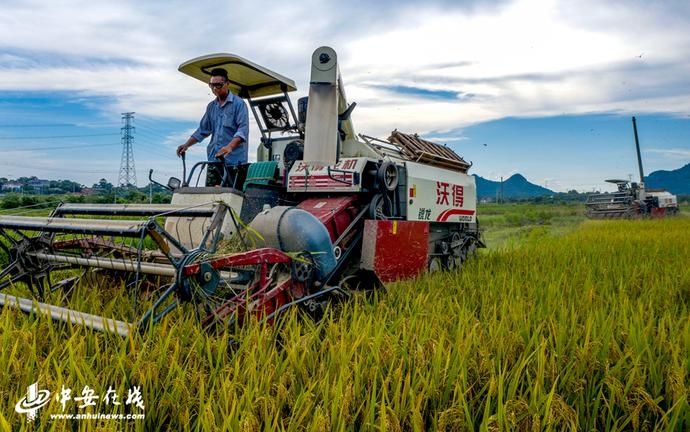  庐江|安徽庐江：水退人进 灾后自救【组图】