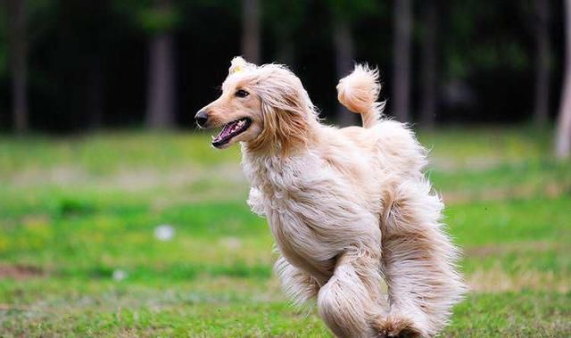  柴犬|5种常见的宠物狗，但是身价不菲，堪称“行走的人民币”