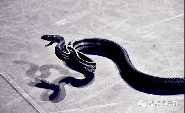 上山|命悬一线!贵州4岁男童上山采蘑菇,不幸被蛇咬伤