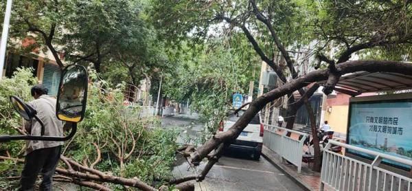  队员|雨一直下，郑州街头树枝断裂频发生！请注意避让