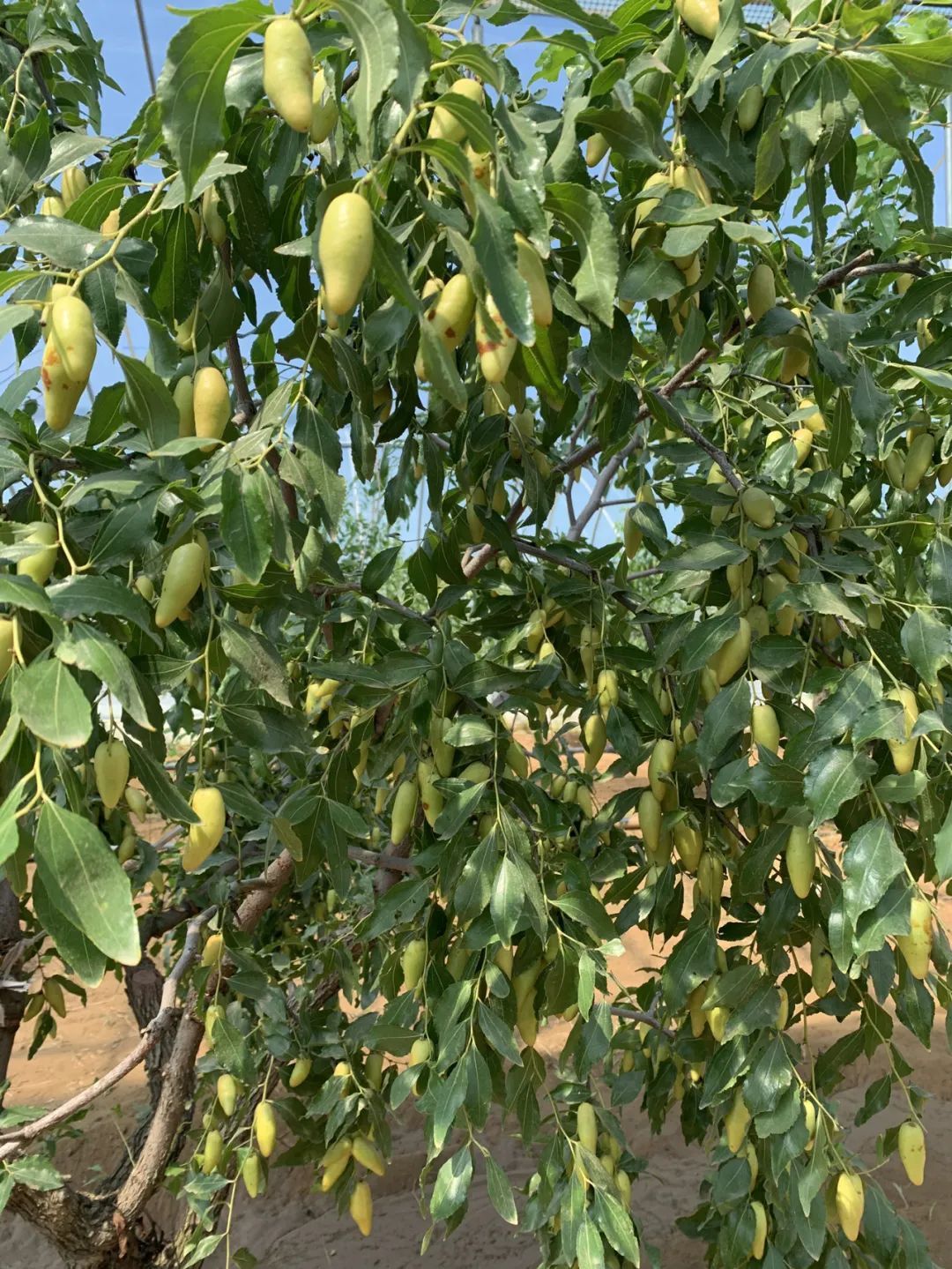 十八届红枣文化节(连续举办21届的红枣文化节，在传承什么？)