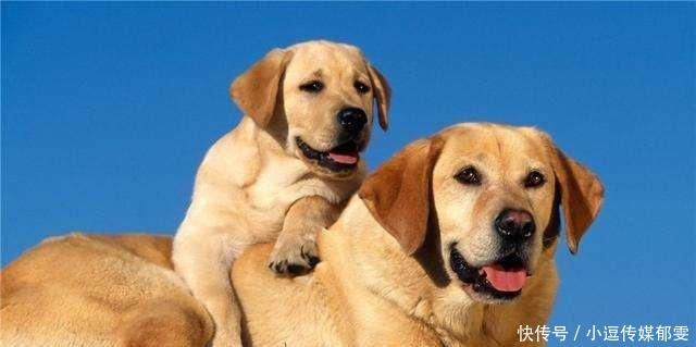  古人|大过年的被狗咬了怎么办？古人：我们没疫苗，有一办法残忍而有效