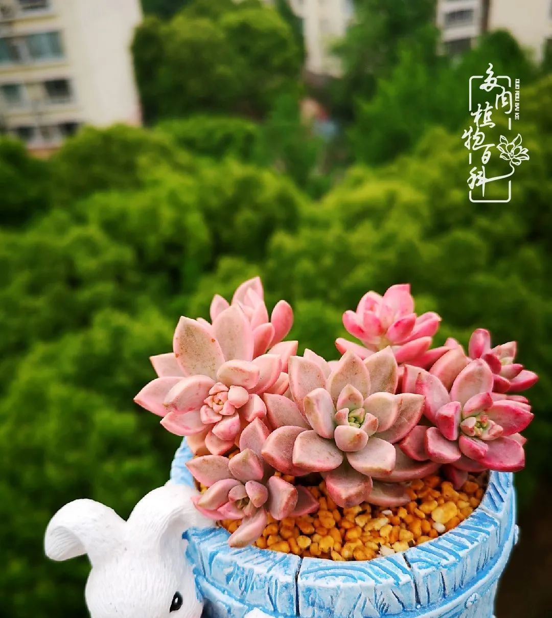  萌化|当粉粉的多肉捧在手心，我体验到了什么叫“萌化了心”