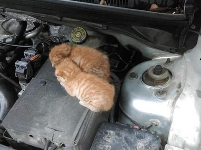 车费|车费半天劲启动不了,女司机打开引擎盖后,“冒出”100多核桃