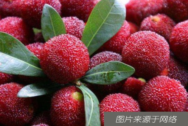 杨梅|别认为杨梅只是水果，其实它还是平复蚯蚓腿的中药!常吃好处多