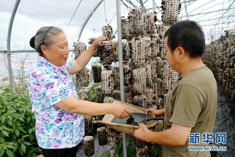 大棚里|【幸福花开新边疆】张大妈家的一把木耳