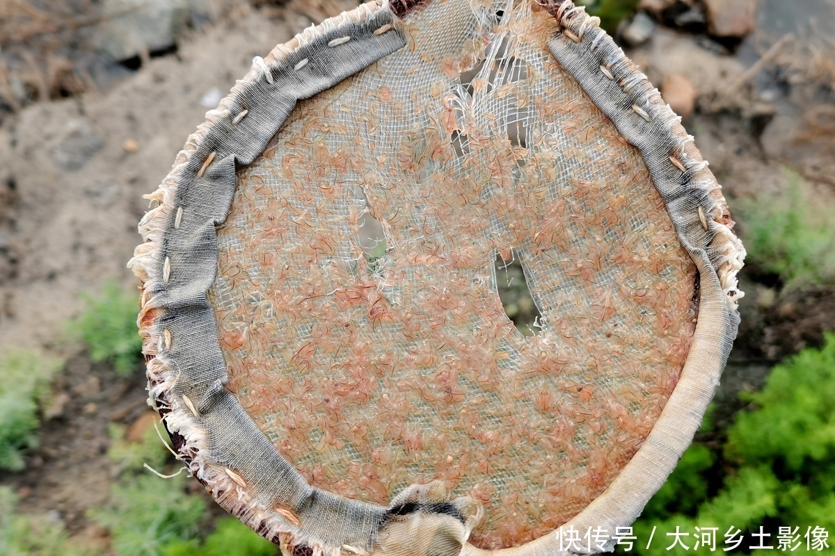  男子|男子每天清晨跳进盐池捞虫，拖20米纱网，一天干3小时挣200元