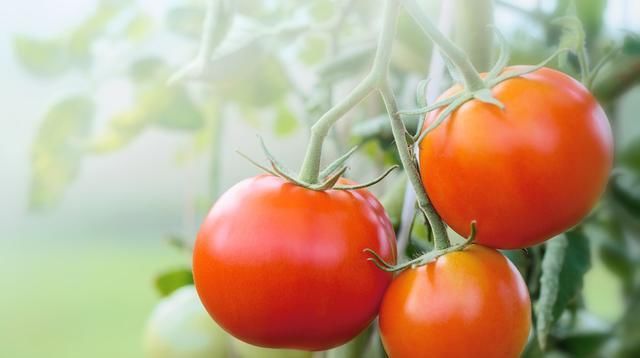  番茄|日光温室番茄栽培技术，及主要病虫害防治方法，菜农学到就是赚到