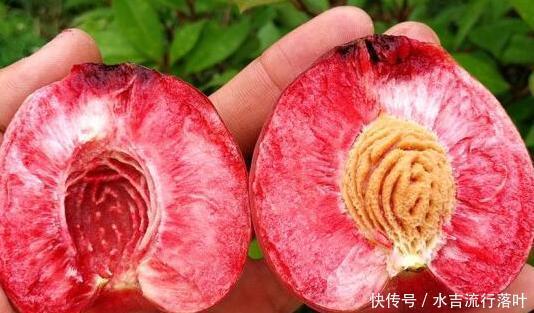 水果|别把钱看重要了,三伏天这3种水果要买点尝尝,不涩不酸正当吃!