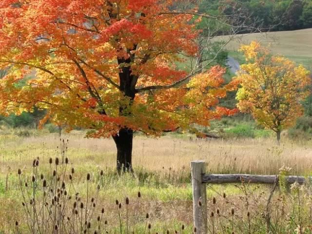  秋景|这一组迷人秋景，美爆了朋友圈！