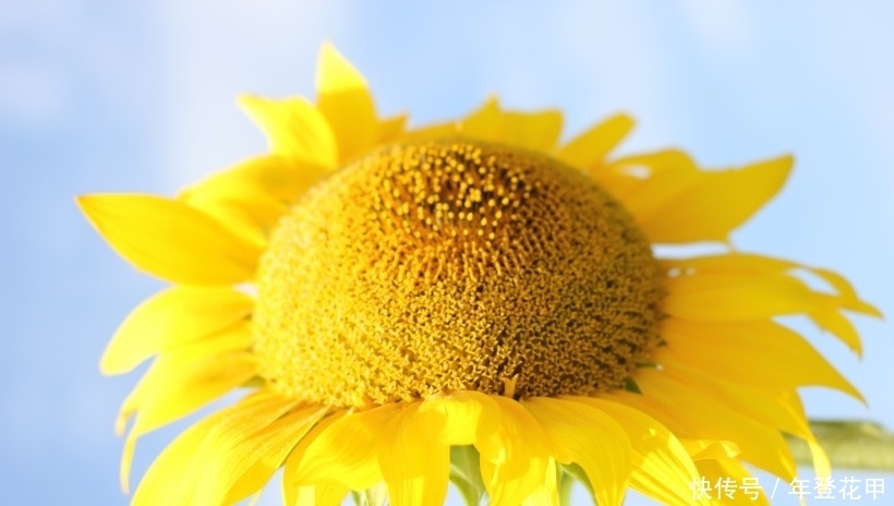 生肖|9月开始天降大财,工作畅通无阻,福源深厚的四大生肖