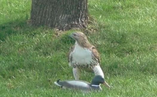  鸭子|老鹰想抓鸭子当午餐，没想到却栽了个大跟头，表情一下子就凝固了