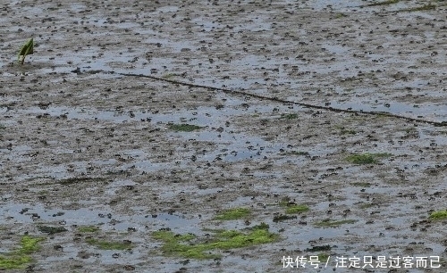 集结|百万泛滥的螃蟹大军集结，游客见状大呼“牙根痒痒”