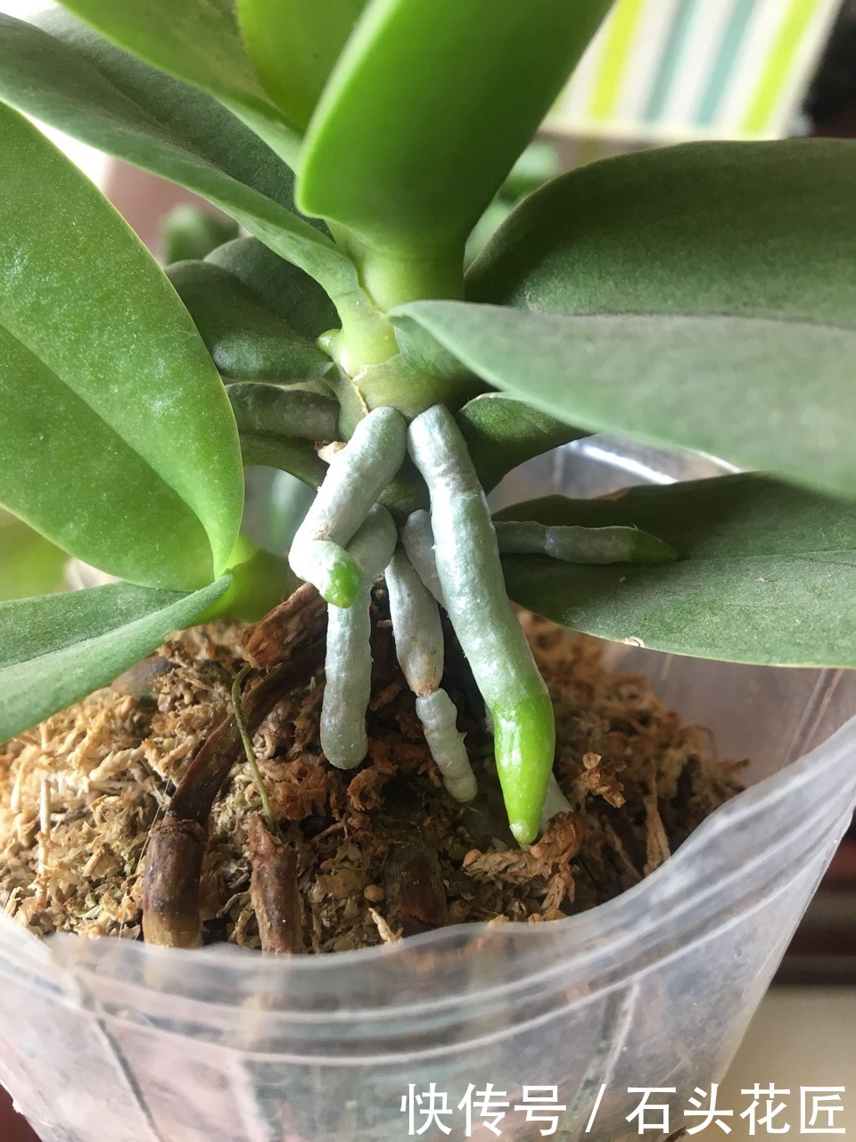 养好|养好“蝴蝶兰”有3个关键点,做对了“根系旺”,冬季开花多