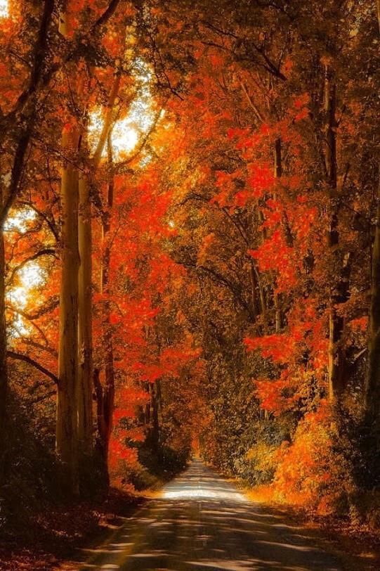  秋景|这一组迷人秋景，美爆了朋友圈！