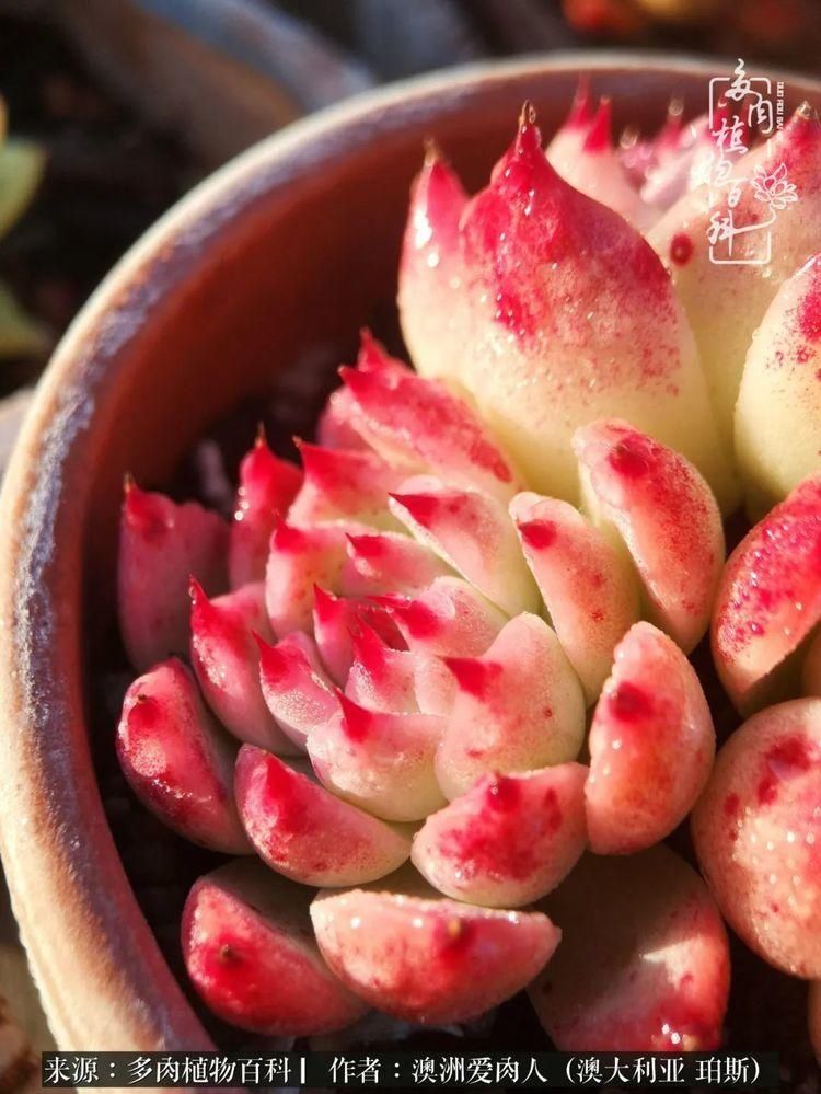 血放|多肉让你把血放，文玩掏空你家当，你要在哪个坑里乘风破浪？