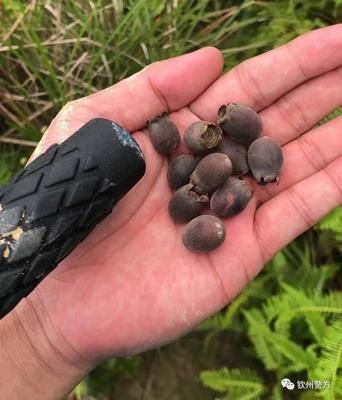 民警|躲小蛇、避坟头、喂蚊子、吃野果……民警蹲点深山捣毁一重大贩毒团伙!