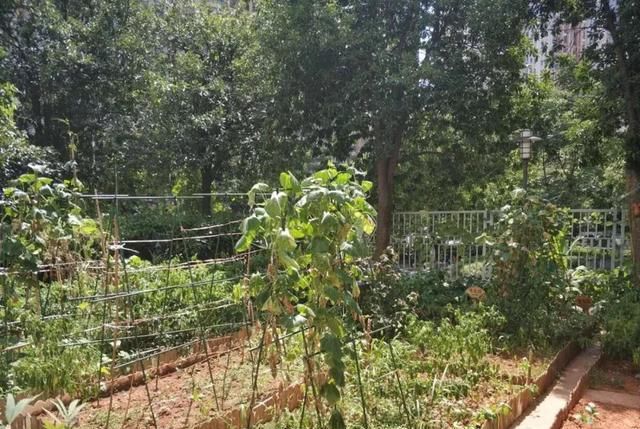  种植园|「园所动态」“我为种植园取名字”——诺亚舟和庄幼儿园