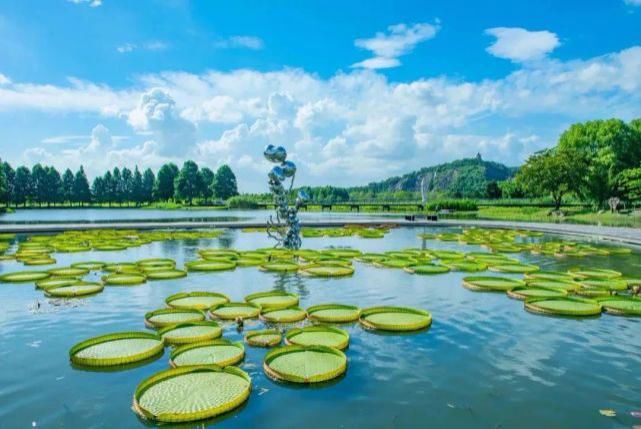  辰山植物园|好看！这才是松江夏天的正确打开方式