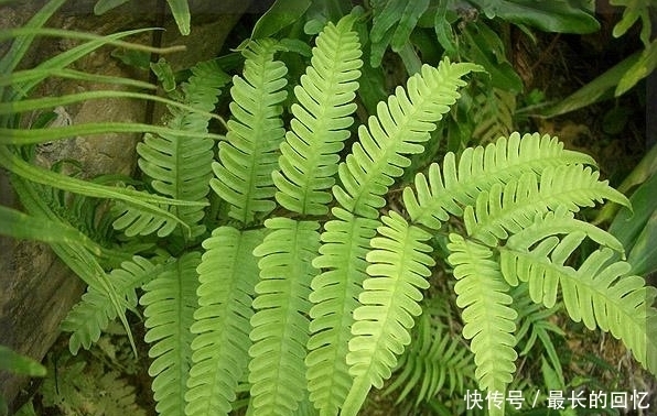 降血压|现在吃这3种野菜,能益气强心,降血压血脂,花钱都难买!