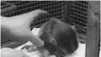 婴儿|婴儿对母亲的强烈依恋是因为哺乳吗?这群猴子给出了答案