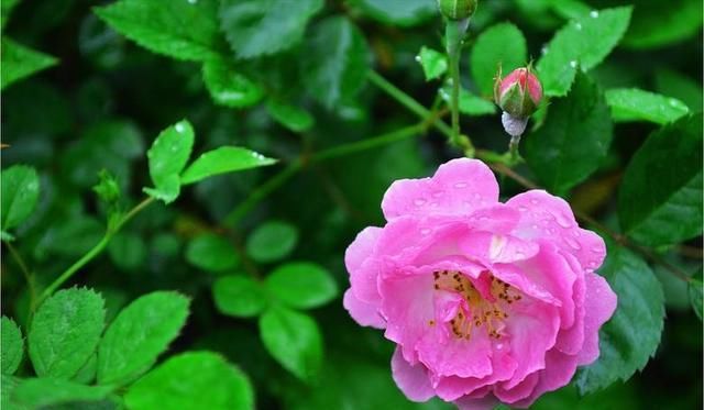  着你|无缘相守，我便祈求命运善待我最心爱的你，唯有你好，我才心安