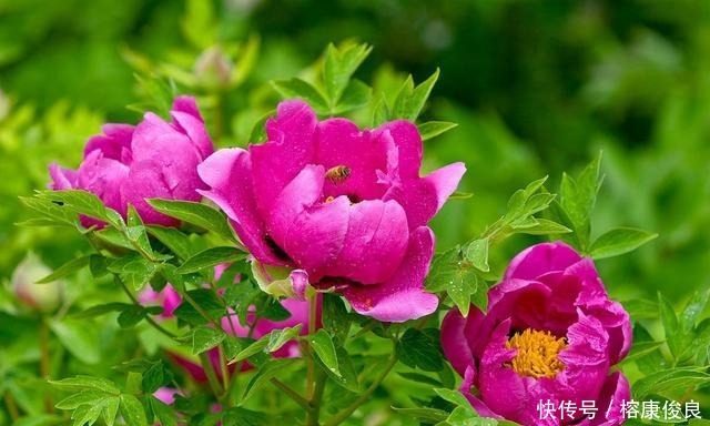 尊敬|孝道中的孝敬和孝顺