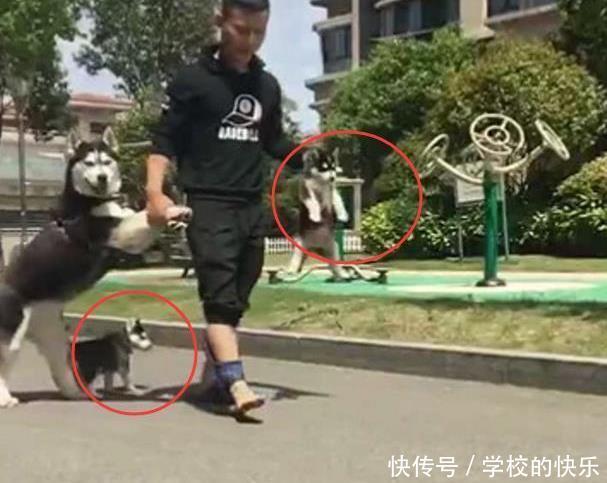 一看|二哈拖家带口出走, 被主人给追了回来, 网友, 一看就知道拼了老命